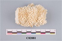 藏品(珊瑚化石)的圖片